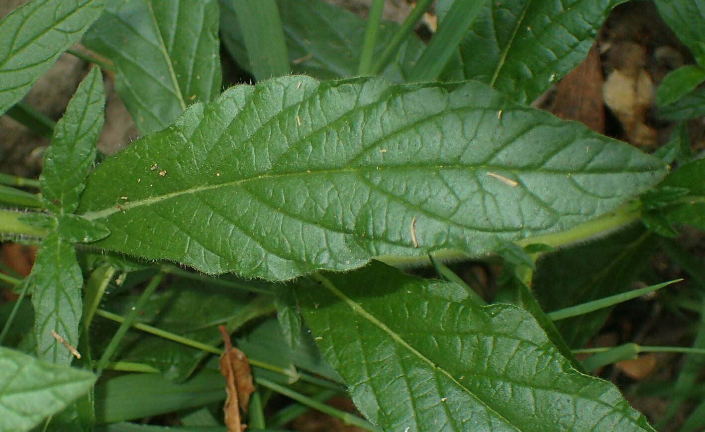 High Resolution Heliotropium amplexicaule Leaf